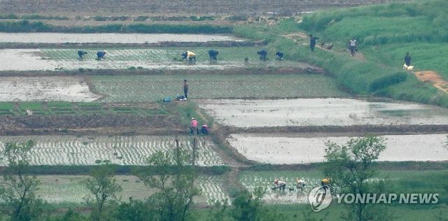 모내기하는 북한 주민들