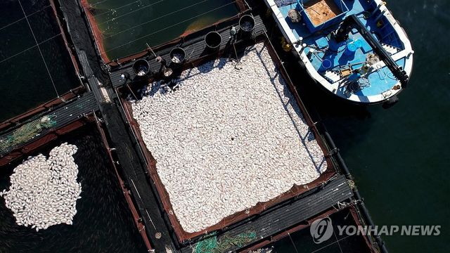 적조로 집단 폐사한 참돔 수거