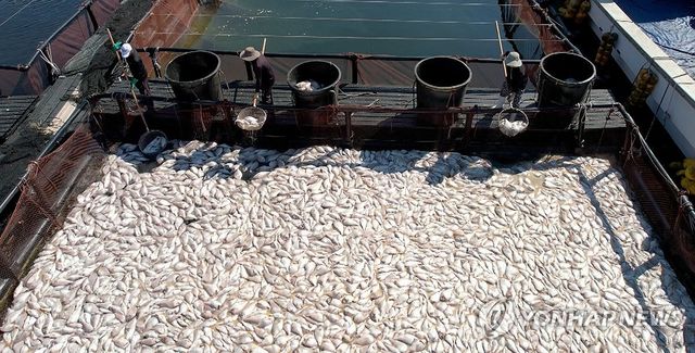 남해군 해상 가두리 양식장 참돔 폐사 수거