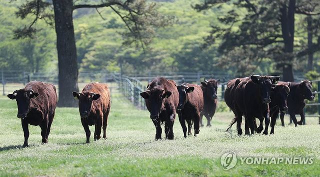 한라산 중턱의 제주흑우