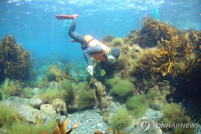 지난해 제주해녀 독도 물질 시연