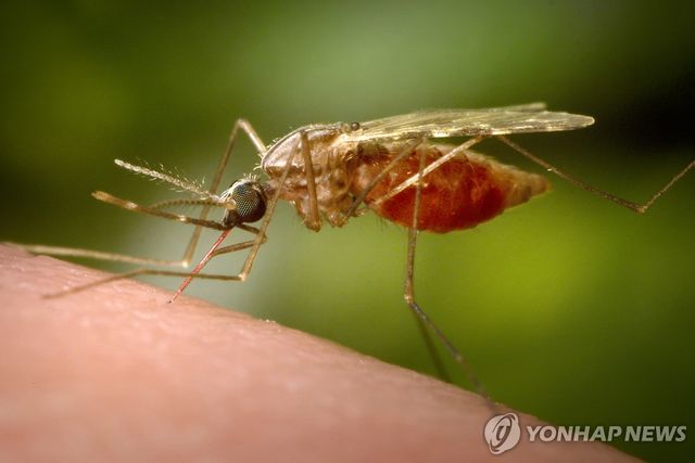 치쿤구니야 열병을 옮기는 모기