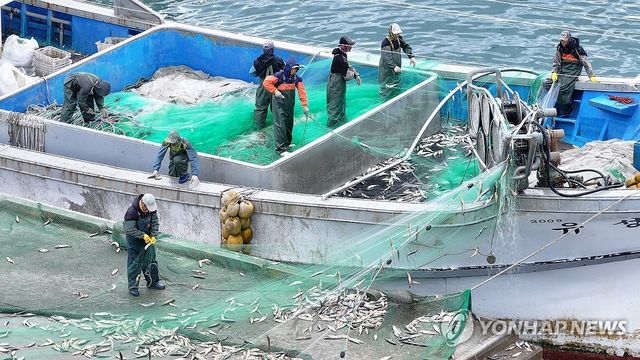 한림항 참조기 작업 '한창'