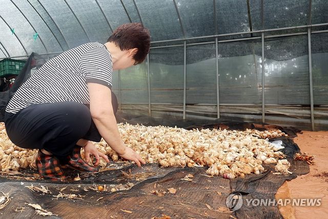 수해 복구 작업하는 무안 농민