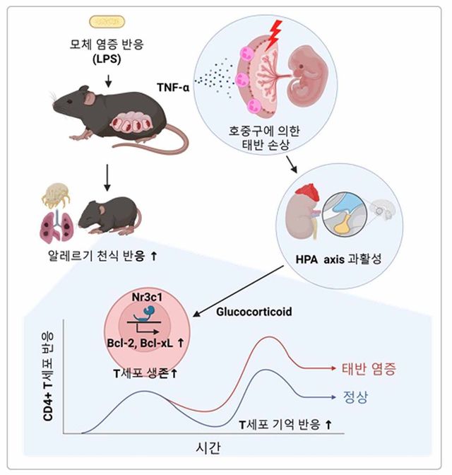 임신 중 엄마의 염증이 아이 알레르기 반응 일으키는 기전 모식도 