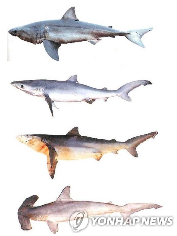 위에서부터 백상아리, 청새리상어, 무태상어, 귀상어[연합뉴스 자료사진]