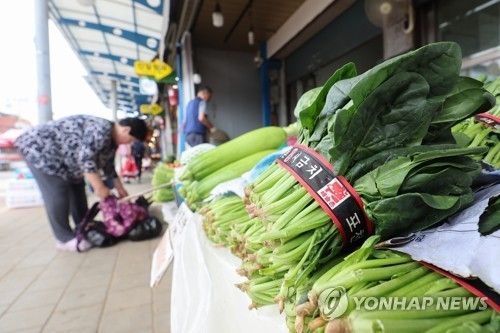 시금치 가격 상승