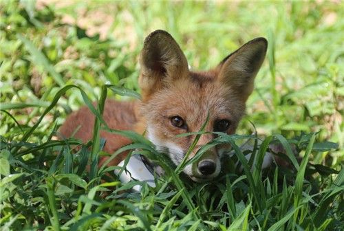 붉은여우. [국립공원공단 제공. 재판매 및 DB 금지]