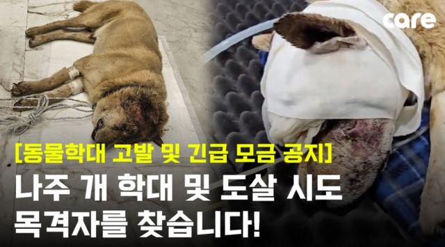 전남 나주서 학대 의심 유기견 구조