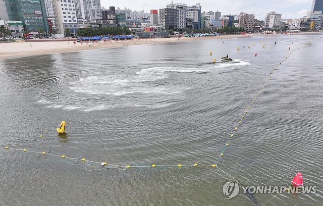 상어 방지 그물망 드리운 해수욕장