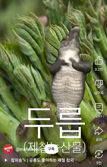 두릅 소개 영상