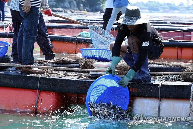 고수온에 치어 방류