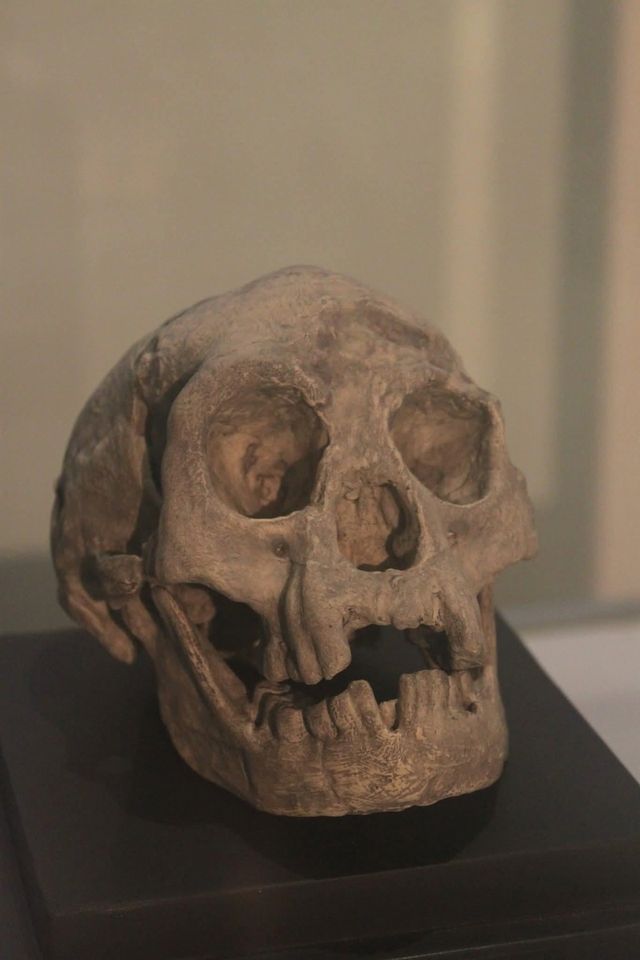 '호빗'으로 불리는 소인족 호미닌 '호모 플로세시엔시스' 두개골 모형