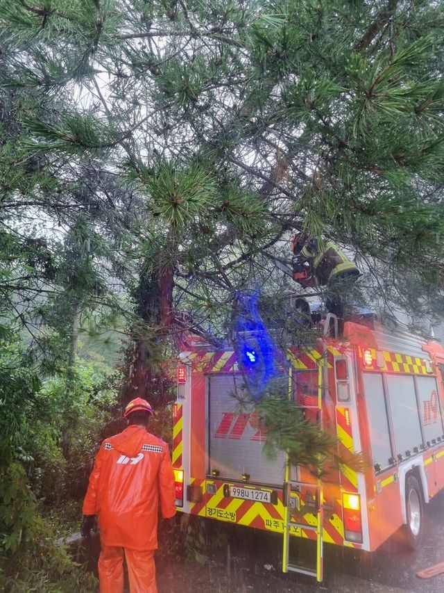 파주 집중호우 나무 절단작업