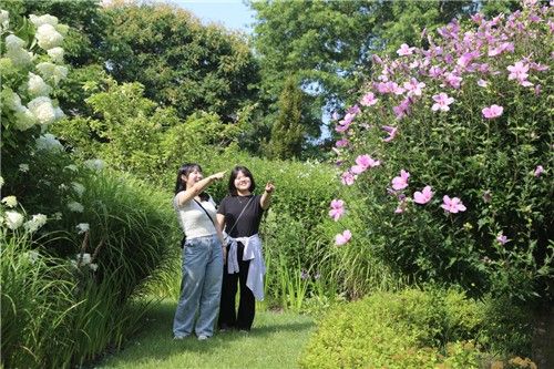 천리포수목원에 무궁화 만개