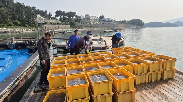 상자마다 해파리 가득