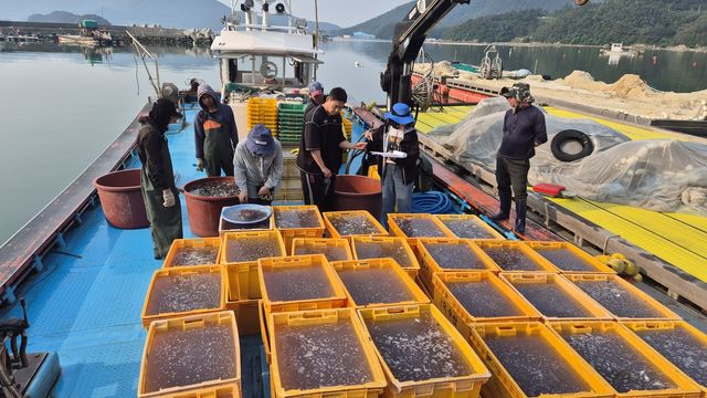 경남 고성 자란만 해역에서 잡힌 해파리