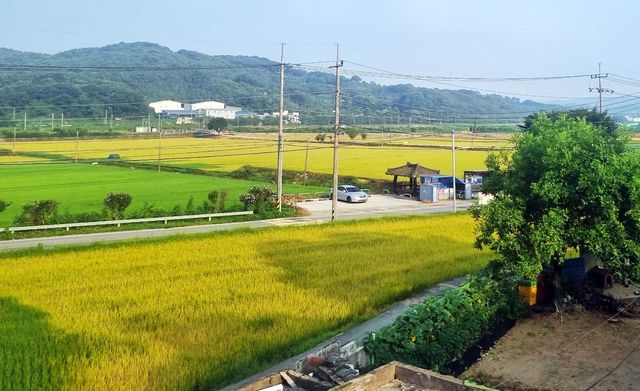 제초제 살포해 누렇게 말라 죽어가는 벼
