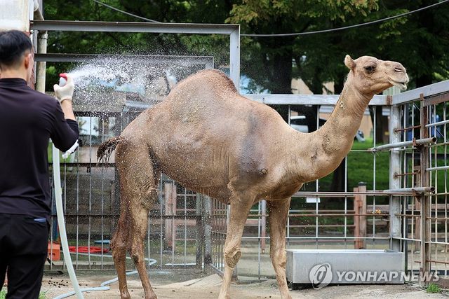 낙타는 샤워 중