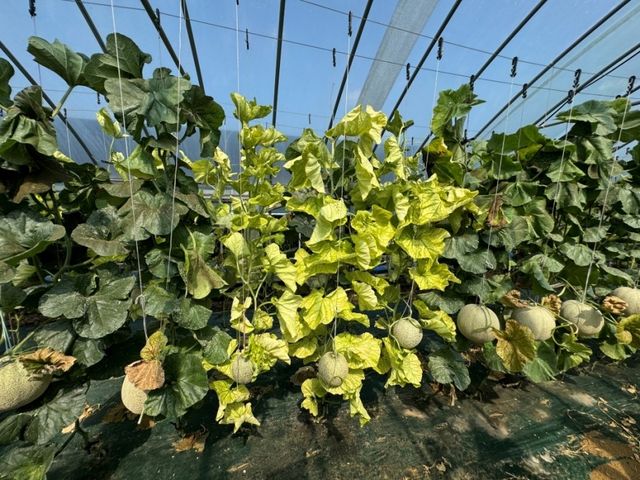 황화바이러스병에 걸린 멜론