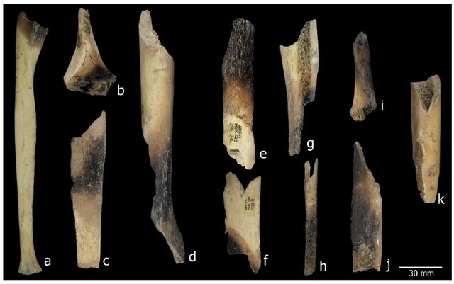 불에 굽거나 조리하면서 생긴 것으로 보이는 뼈의 색 변화