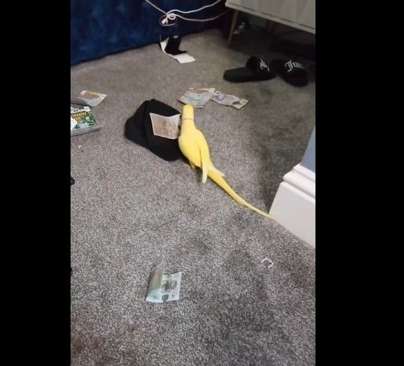 마약거래로 번 돈 가지고 노는 앵무새 '망고'