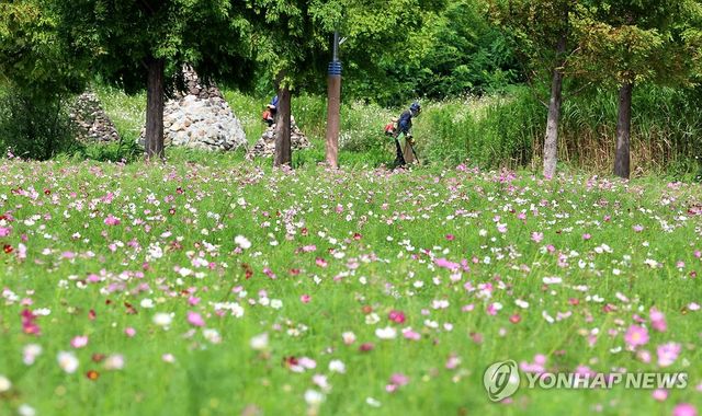 입추 앞두고 활짝 핀 코스모스