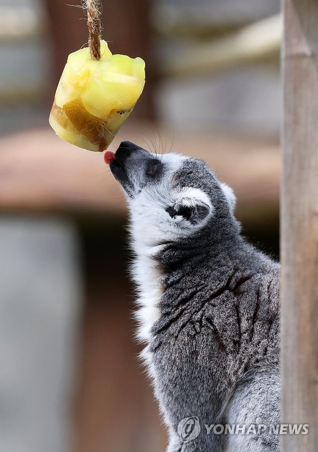 얼음과일 맛보는 여우원숭이