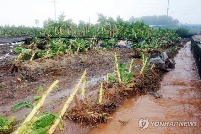 빗물에 잠긴 담뱃잎