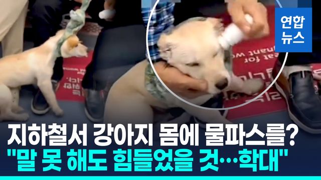 [영상] 지하철서 강아지 몸에 물파스를?…"제보가 더 필요합니다" - 2