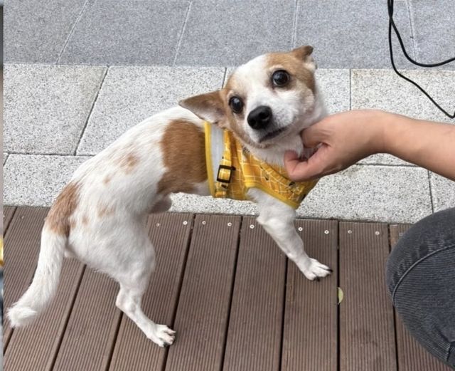 학대 피해 강아지 '사군이'