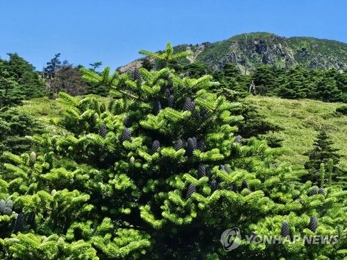 한라산 남벽 일대 구상나무