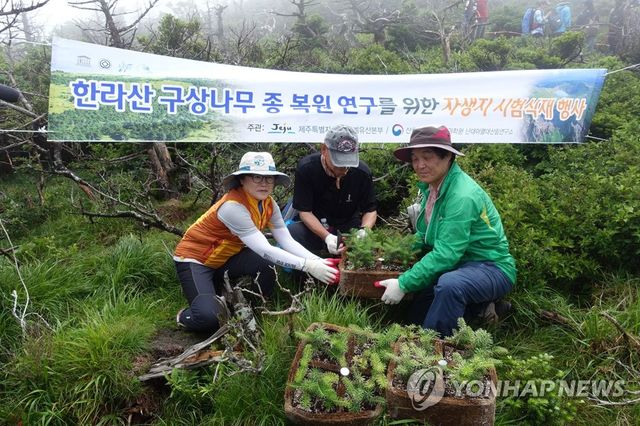 한라산 구상나무 자생지 복원 활동