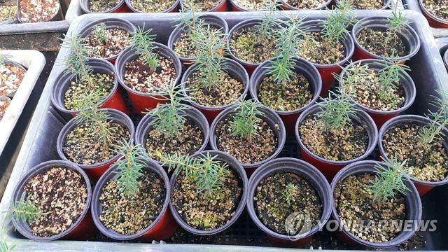 한라산 중턱서 자라는 구상나무 묘목