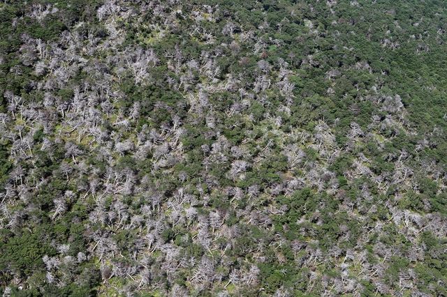 죽어가는 한라산 구상나무 숲