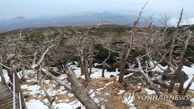 백록담 주변 고사한 구상나무들