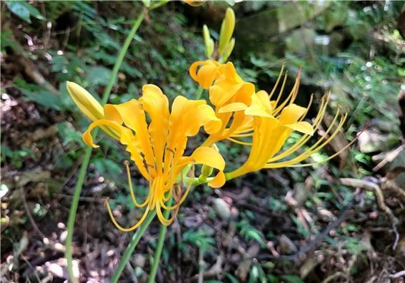 멸종위기야생생물 2급 진노랑상사화