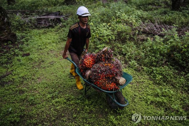 말레이시아 팜유 생산