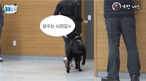 재시험에 탈락해 삼수 위기에 놓인 마약 탐지견의 모습이 담긴 영상