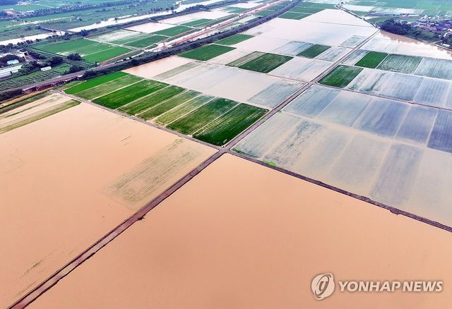 흙탕물에 잠긴 함평 농경지
