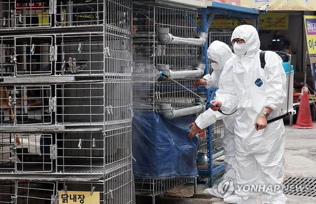 조류인플루엔자 예방 긴급방역