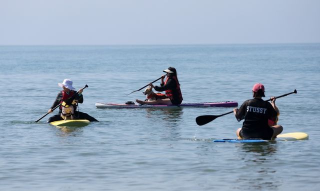 태안 서프 독 프로그램