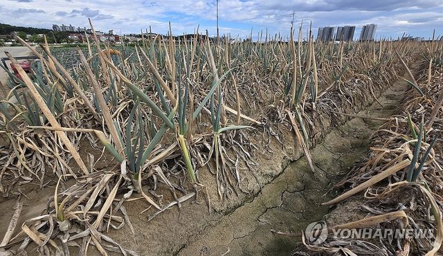 최악 가뭄 속 농업용수 중단