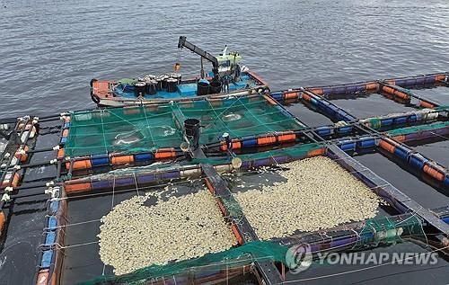 남해군 폐사 참돔 수거