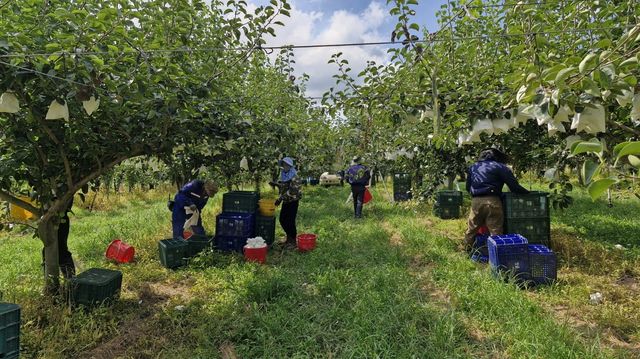 초록배 그린시스 수확 모습
