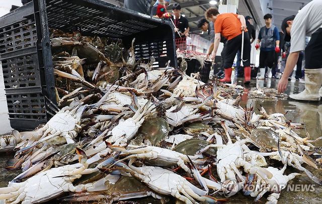 경매 앞둔 가을 꽃게 살펴보는 상인들