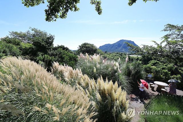 제주 서귀포시 안덕면 덕수리 카페 마노르블랑 정원에 억새꽃이 피어 방문객 눈길을 끌고 있다. [연합뉴스 자료사진]