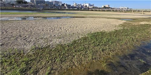 맨바닥 드러낸 강릉 남대천 도심 구간