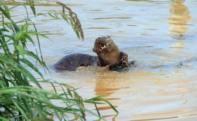 8월 23일 물이 남아 있는 남대천의 수달