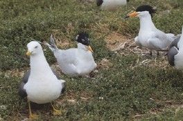 괭이갈매기 무리 속에서 포란 중인 뿔제비갈매기 부부